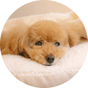 ペットホテルのイメージ